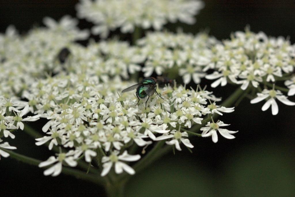 IMG_0690.JPG - La mouche verte.