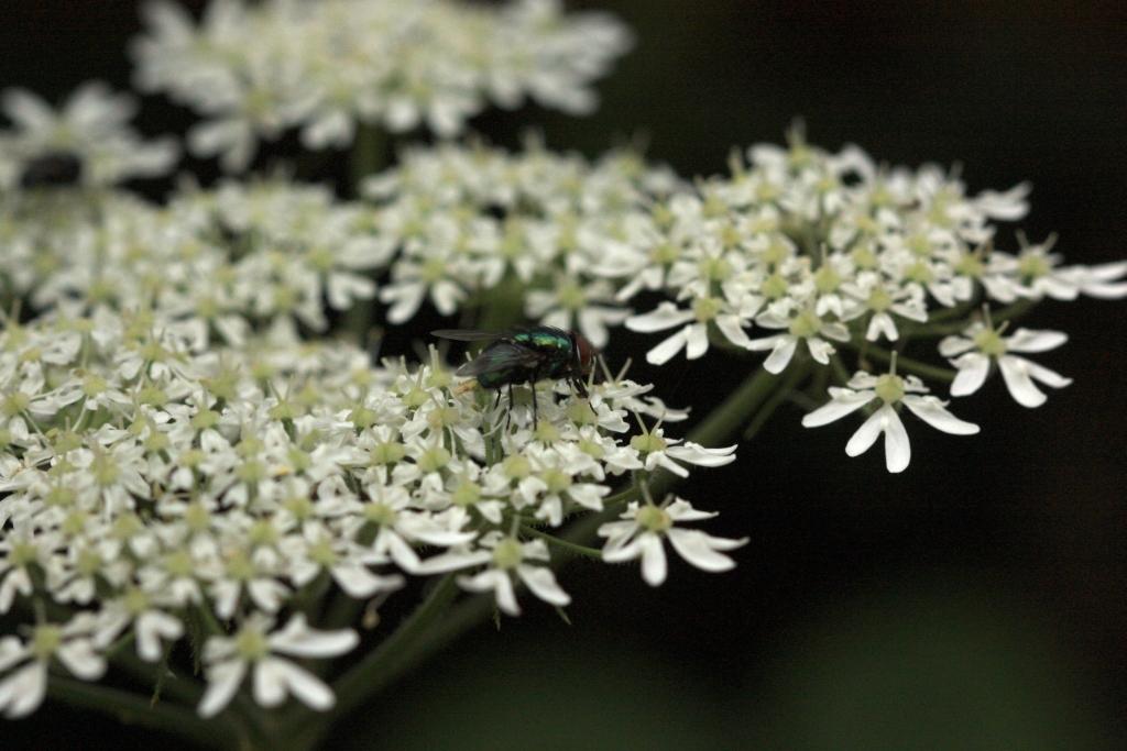 IMG_0691.JPG - La plus flash