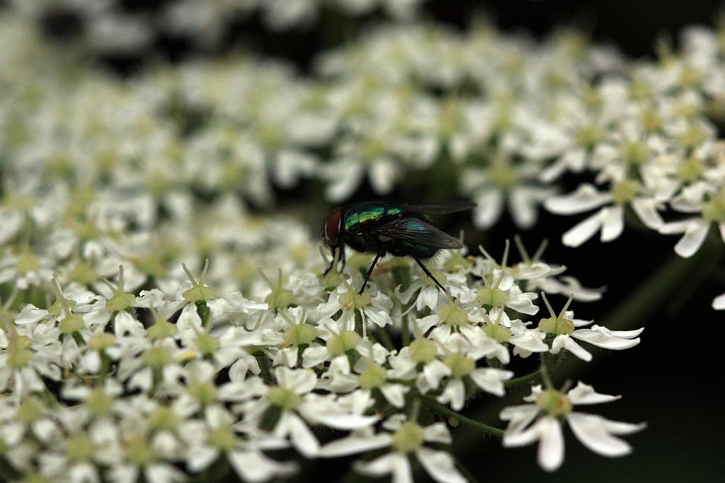 IMG_0692.JPG - La mouche verte, dont le nom scientifique est Lucilia sericata (Diptera Calliphoridae) est une mouche relativement commune dans la plupart des régions du monde.