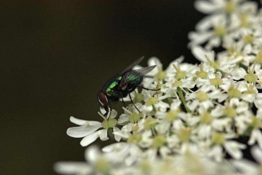 IMG_0693.JPG - Les larves de la Lucilie soyeuse sont du type vermiforme et plus communément appelées des asticots.Elles jouent un rôle écologique important en assurant une décomposition rapide des cadavres.Leur utilité est par ailleurs précieuse en divers domaines comme en criminologie, lorsqu’il s’agit de dater l’âge d’un cadavre, ou en médecine.On utilise alors des souches aseptisées qu’on introduit dans les plaies compliquées et difficiles à cicatriser qu’elles débarrassent sélectivement de tous les tissus morts et des germes pathogènes résistants aux antibiotiques.