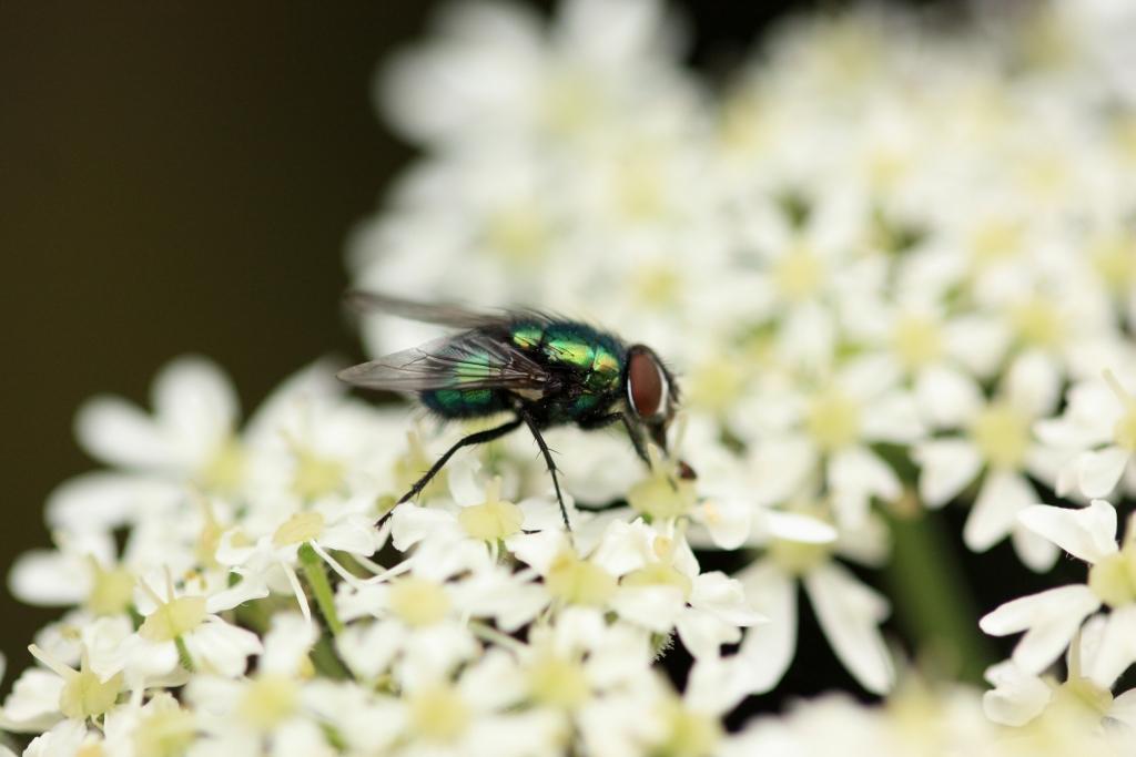 IMG_0697.JPG - Ces mouches sont omnivores. Elles sont attirées par les fleurs, les charognes ou les aliments frais.