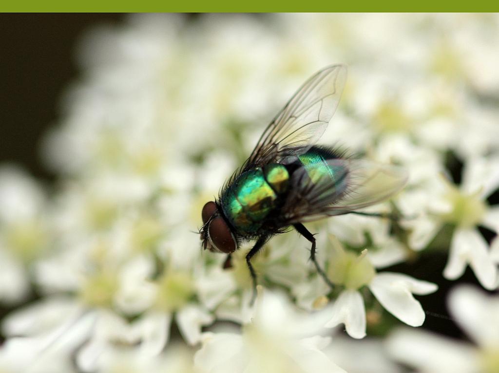 IMG_0701.JPG - Allez les verts