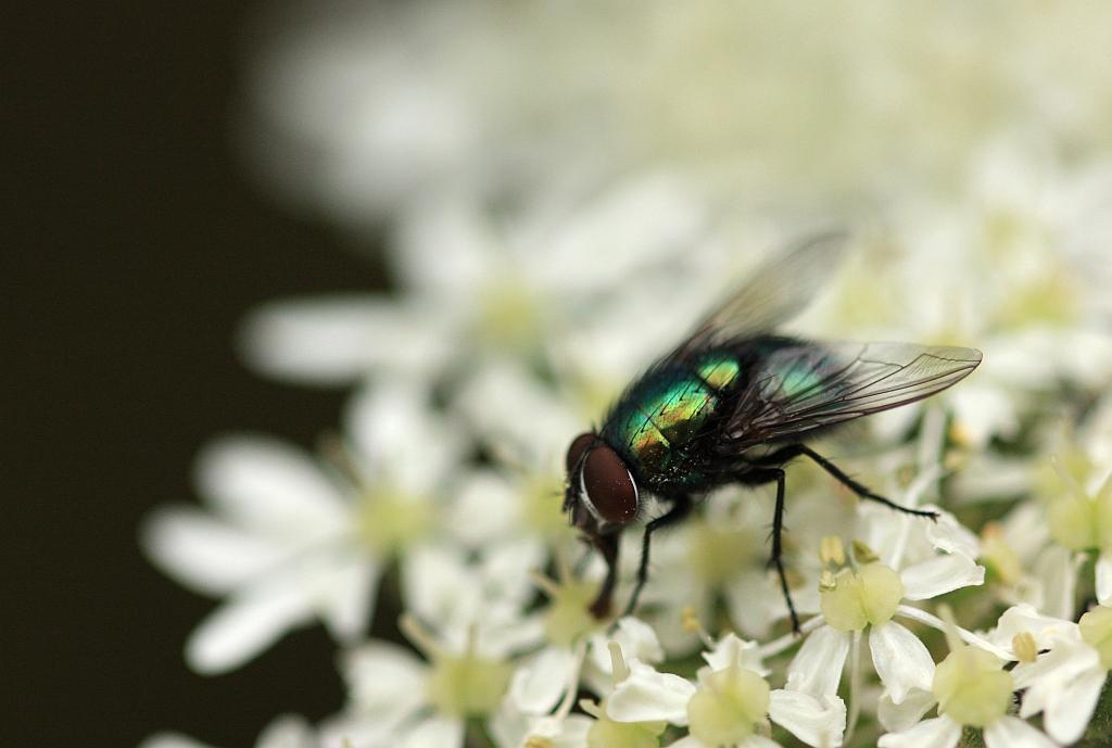 IMG_0703.JPG - L'oeil composé.