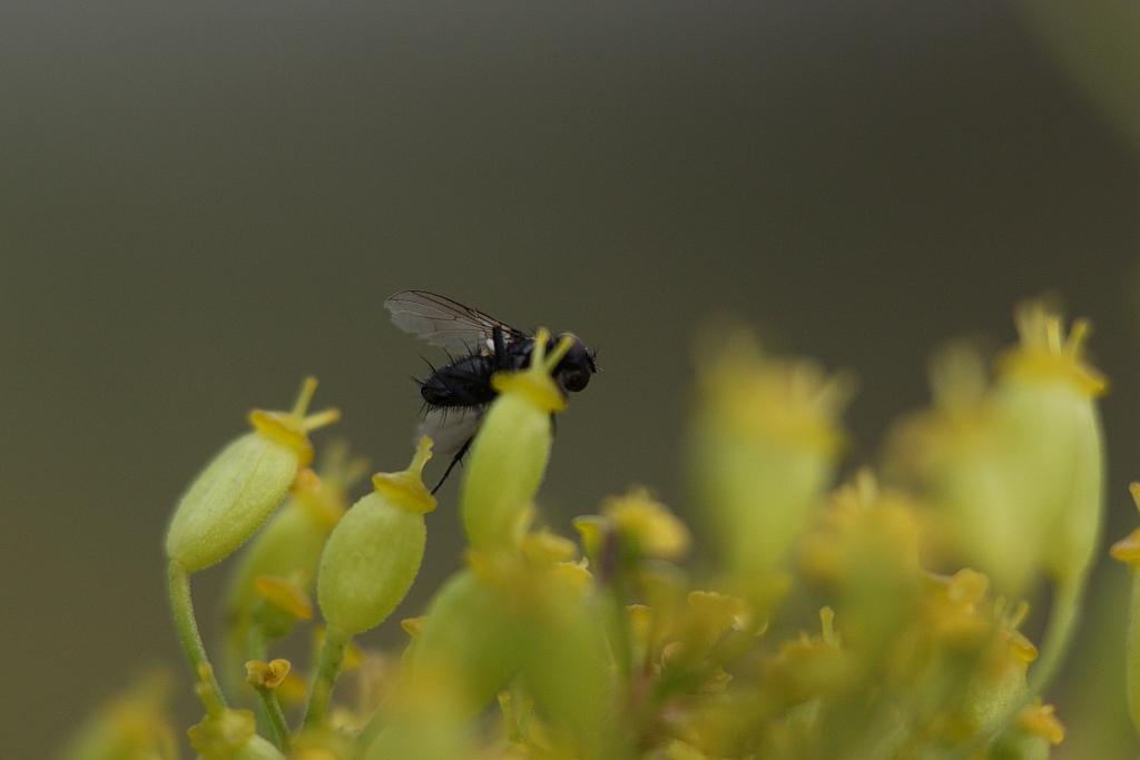 IMG_0621.JPG - Tachina grossa