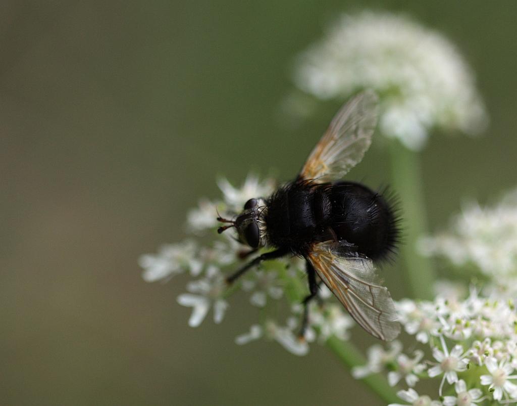 IMG_0653.JPG - que noire