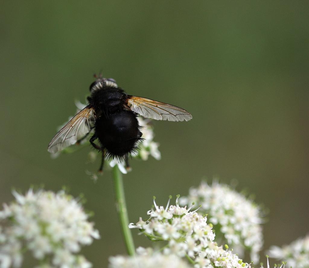 IMG_0657.JPG - Voilà.