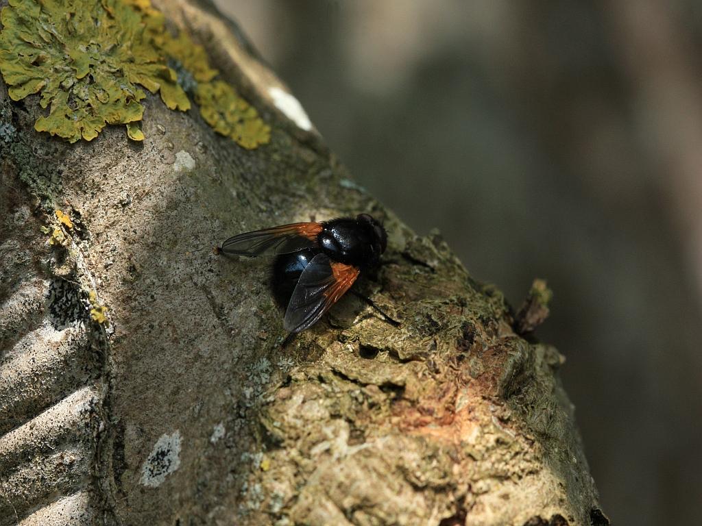 IMG_1193.JPG - Plus colorées