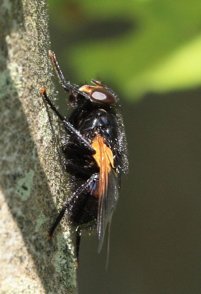 IMG_2436.JPG - Pas l'air commode