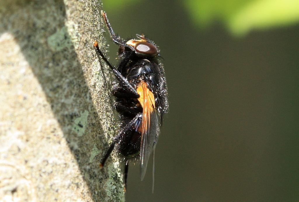 IMG_2437.JPG - Terrible