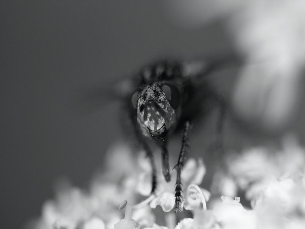 IMG_0852.JPG - Il s'agit d'un monde complexe aux moeurs et régimes alimentaires très variés (imagos floricoles, larves et imagos saprophages, coprophages, nécrophages, sarcophages, phytophages...) souvent commensales de l'homme et des animaux leur transmettant, en véhiculant des bactéries et champignons, voire des virus, des maladies infectieuses dont certaines sont redoutables; mais il ne faut pas oublier leur rôle essentiel, par leurs larves, dans les cycles de la matière en tant que décomposeurs et leur rôle de régulateur de certaines populations d'autres insectes comme les Tachinides...