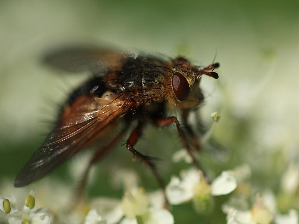 IMG_0855.JPG - On appelle "Mouches" des Diptères appartenant à des familles voisines de Muscoides; mais "les vraies mouches" sont les Muscides; on peut y ajouter aussi les Scatophagides, les Calliphorides et les Tachinides où le terme "mouche" est aussi utilisé pour certaines espèces communes ("Mouche à merde", "Mouche de la viande", "Mouche à damier", "Mouche des chenilles"...); Leurs larves ou "asticots" peuvent se nourrir de fruits, feuilles, fumier, détritus, fromages mais beaucoup sont carnivores et s'attaquent aux êtres vivants et même à l'homme...; Les larves se transforment en puparium ("Tonnelet") dans la terre et l'adulte sort en gonflant son front par afflux de sang (la pupe cède par un opercule ou une fente) 
