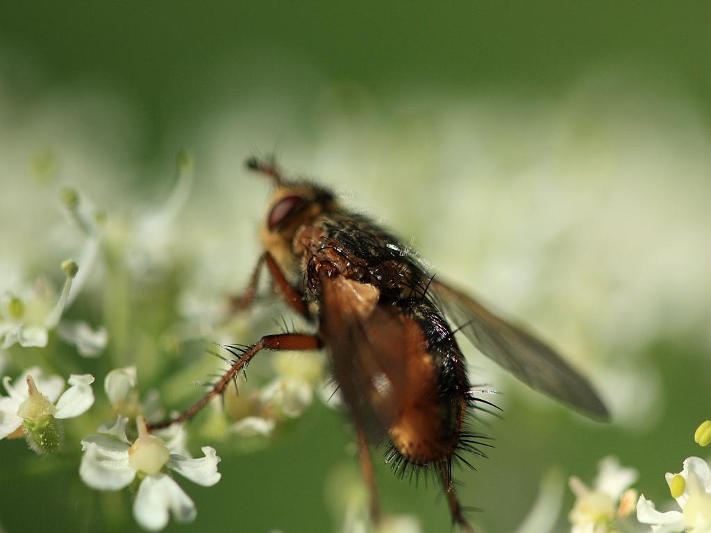IMG_0856.JPG - Beaucoup de "Mouches" sont les vecteurs de germes pathogènes : typhoide, trachome, peste, choléra... Ces germes peuvent être sur les organes externes (pattes, antennes, soies) ou dans leur intestin; les Stomoxes et Glossines hématophages transmettent des trypanosomiases ("surra", "maladie du sommeil"); on trouvera des suçeurs de sang, des phytophiles parasites, des floricoles, des sarcophages, des créophages, des nécrophages, des saprophages, des parasites d'insectes... un monde d'insectes très varié difficile souvent à déterminer aux comportements variables souvent nuisibles mais parfois auxiliaires comme les Tachinides... 
