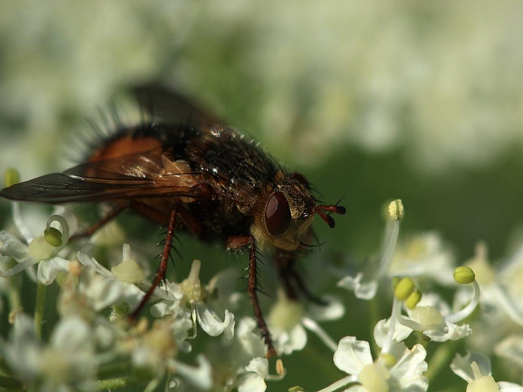 IMG_0857.JPG - Charmantes petites bêtes.
