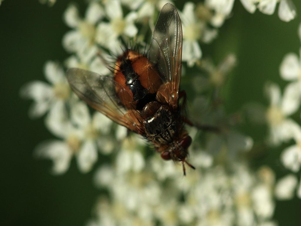 IMG_0860.JPG - Et que dire de l'accouplement par prise violente et trés brève de possession en vol pour beaucoup de ces Muscides dont le potentiel biotique est considérable (on cite même le chiffre théorique de 400 trillions de descendants pour un couple de mouche de mai à septembre si les conditions sont optimales !!)