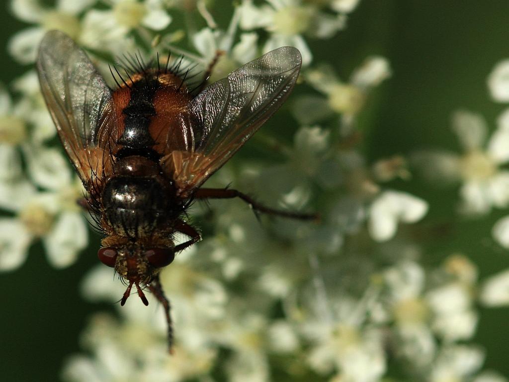 IMG_0863.JPG - Ectophasia crassipennis