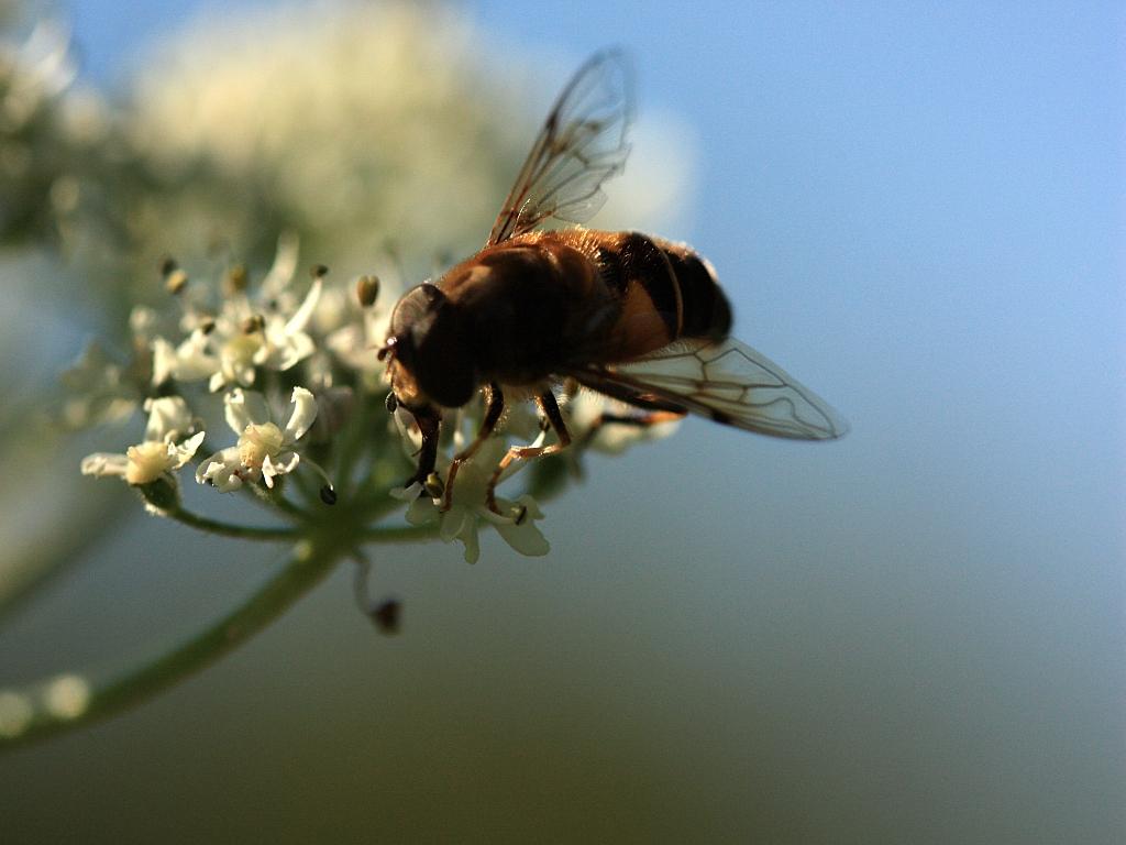 IMG_0864.JPG - Un spécimen magnifique