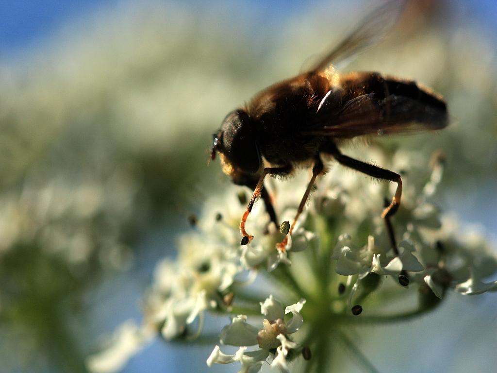 IMG_0867.JPG - Le paradis des mouches