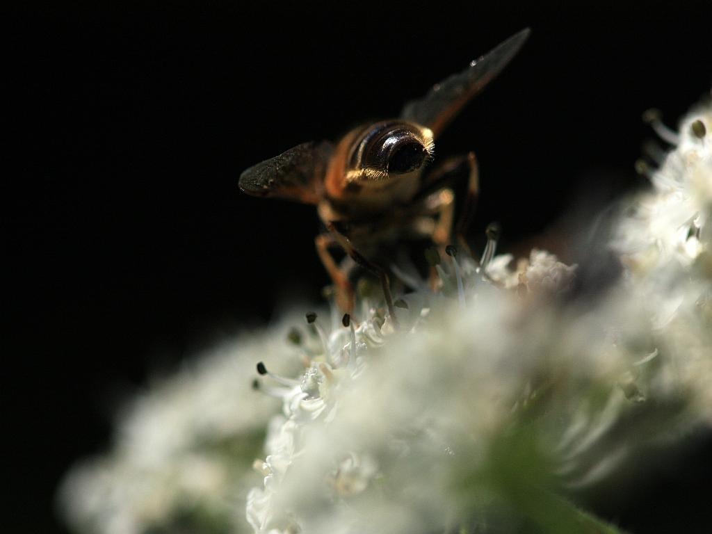 IMG_0869.JPG - Bravo vous aviez deviné