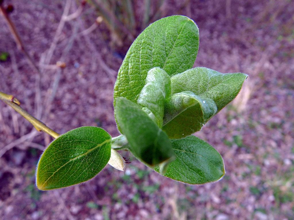 P1060930.JPG - Renaissance.