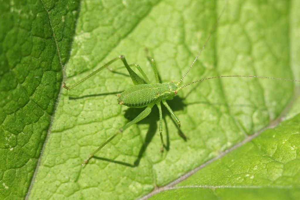 IMG_0531.JPG - Leptophyes très ponctuée (Leptophyes punctatissima)[Orthoptera Tettigoniidae] 