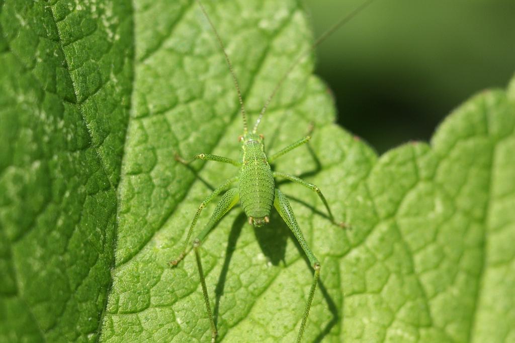 IMG_0534.JPG - Je suis mâle.