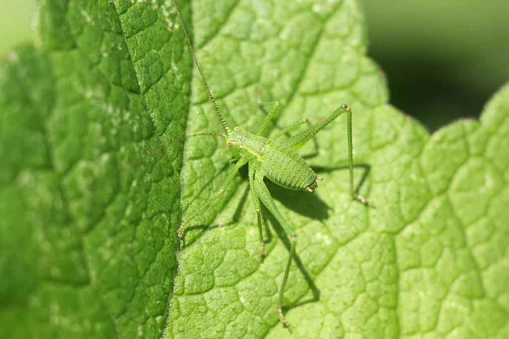 IMG_0536.JPG - Surement la petite "Sauterelle" la plus commune en France dans les buissons (où elle se cache facilement) des parcs et jardins et en lisière des bois