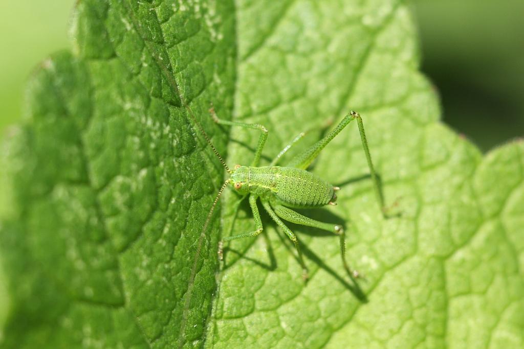 IMG_0537.JPG - J'ai l'air espiègle.
