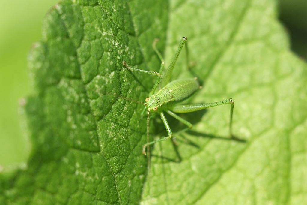 IMG_0538.JPG - Habitat : UN COMMENTAIRE NORMAND.....La sauterelle ponctuée fréquente divers biotopes à arbustes et arbres tels que les lisières des forêts, les haies, les fourrés, les parcs et les jardins. Elle peut être rencontrée aussi bien en pleine forêt que dans les friches.  Elle fréquente aussi bien des milieux secs que des milieux humides