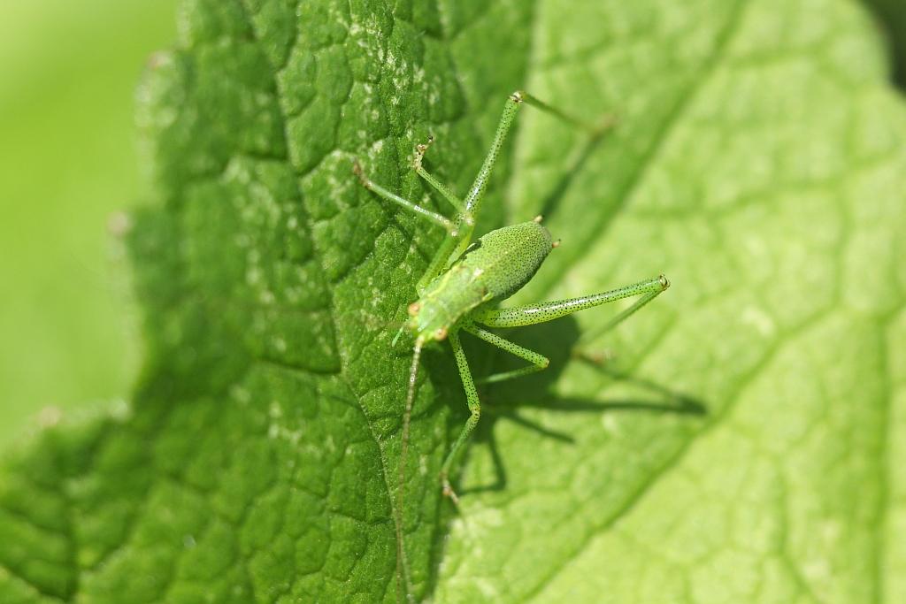 IMG_0539.JPG - Alors , vous êtes kif kif bourricot ou plutôt couçi couça voir mi-figue mi-raisin.