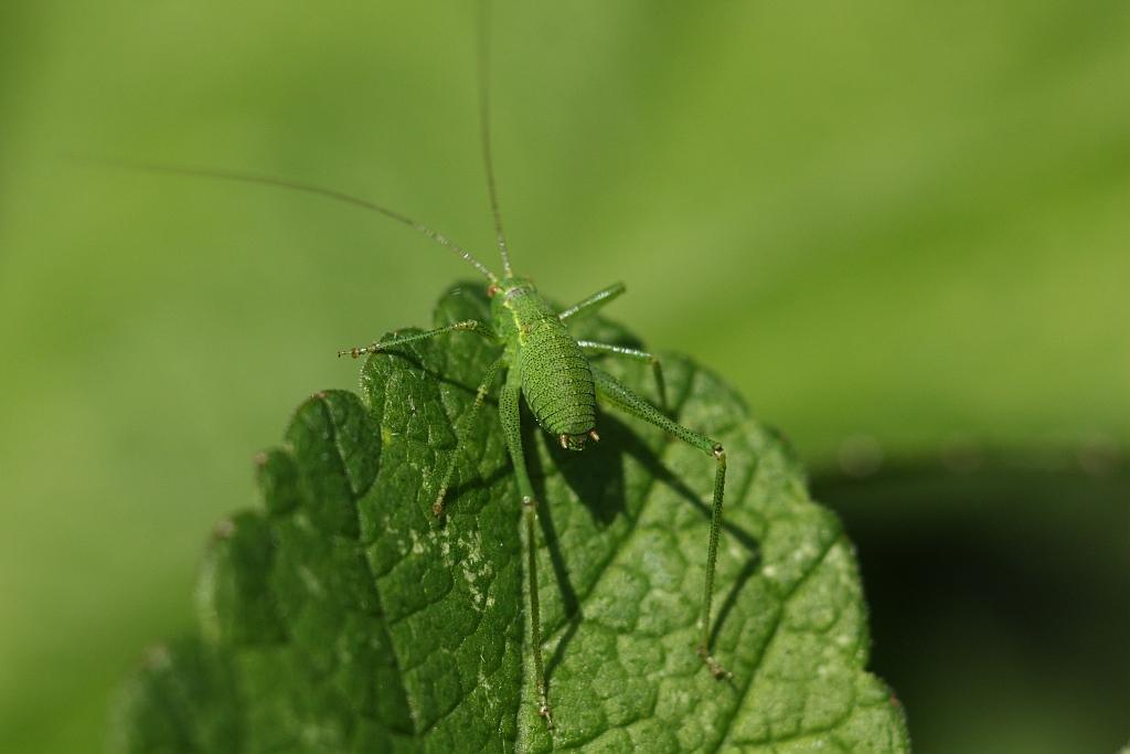 IMG_0543.JPG - et attirante