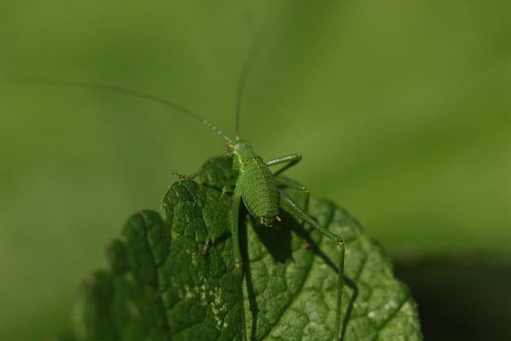 IMG_0545.JPG - normande