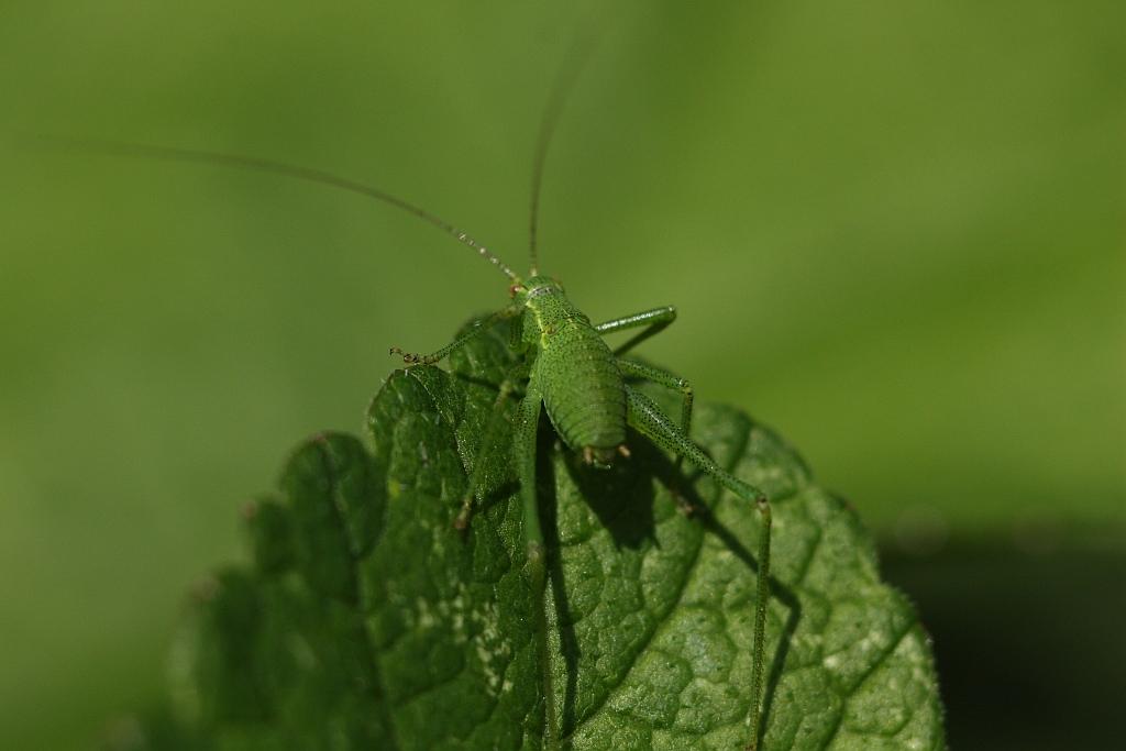 IMG_0546.JPG - t'ete ben que oui t'ete ben non.La stridulation est à peine audible, mais à l'aide d'un détecteur de chauves-souris (40 kHz), les accents doux sont faciles à reconnaître.Facile.....
