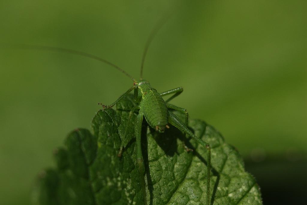 IMG_0547.JPG - Très rigolote à suivre