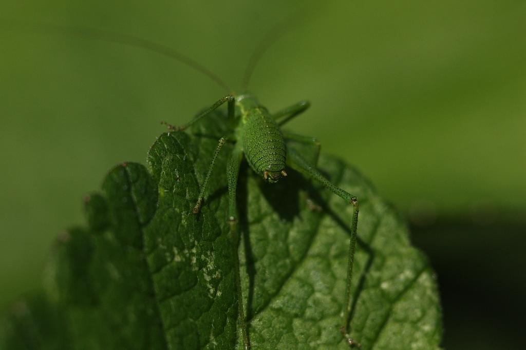 IMG_0548.JPG - Une sauterelle quoi!