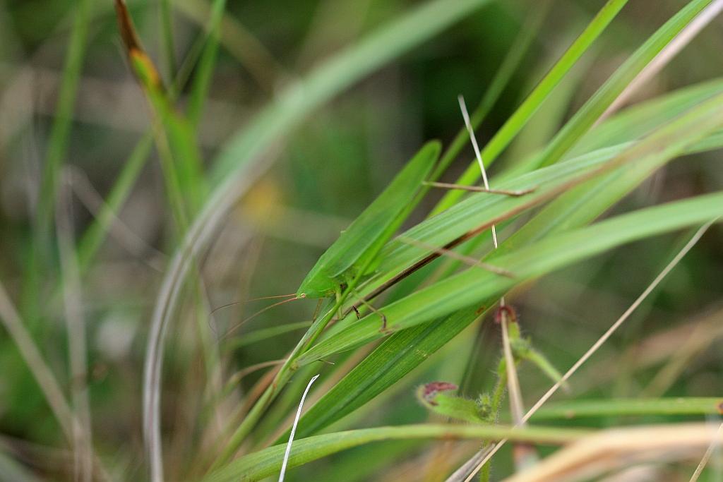 IMG_2221.JPG - Brin d'herbe en langage sauterelle