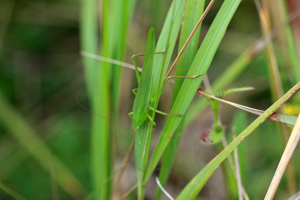 IMG_2222.JPG - Elle est vraiment profillée .