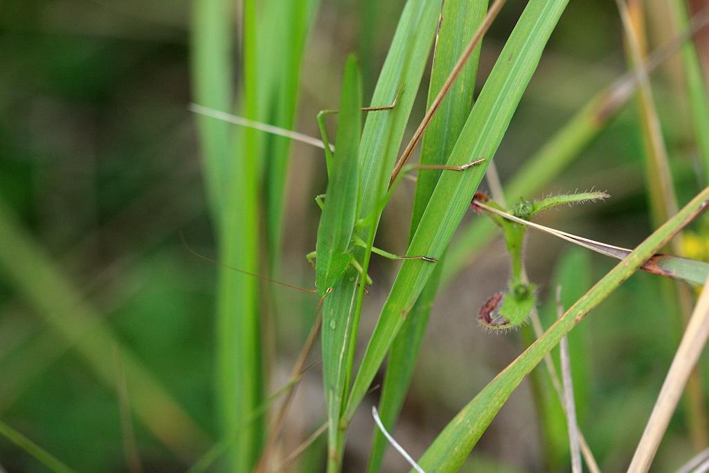 IMG_2223.JPG - Impossible de s'en détacher tellement elle est bizarre.