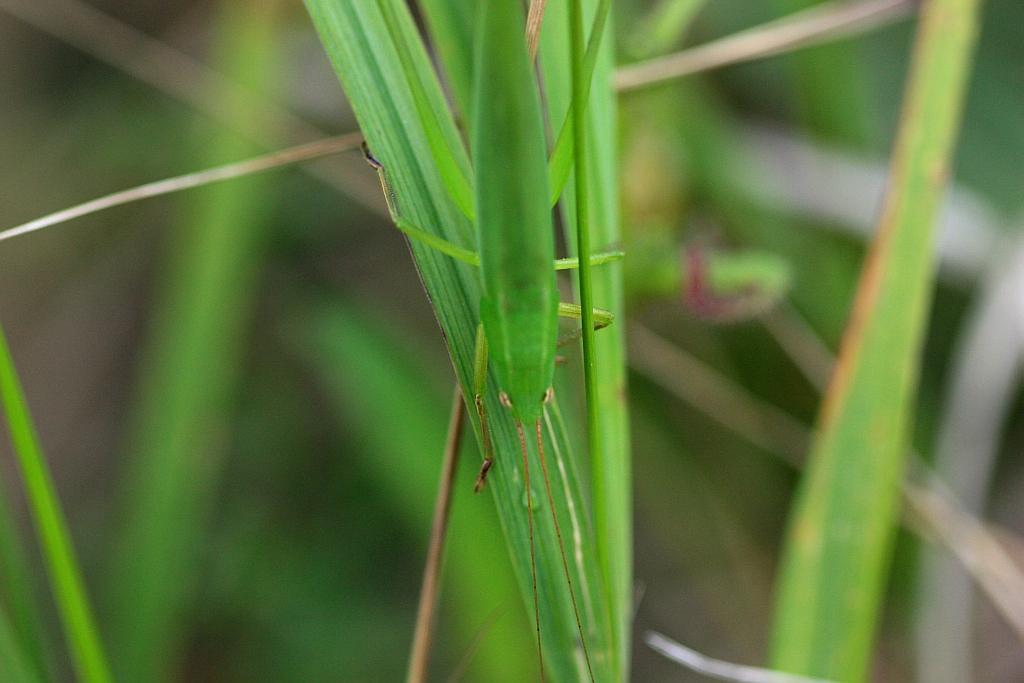 IMG_2225.JPG - Voilà j'espère que c'est plus clair