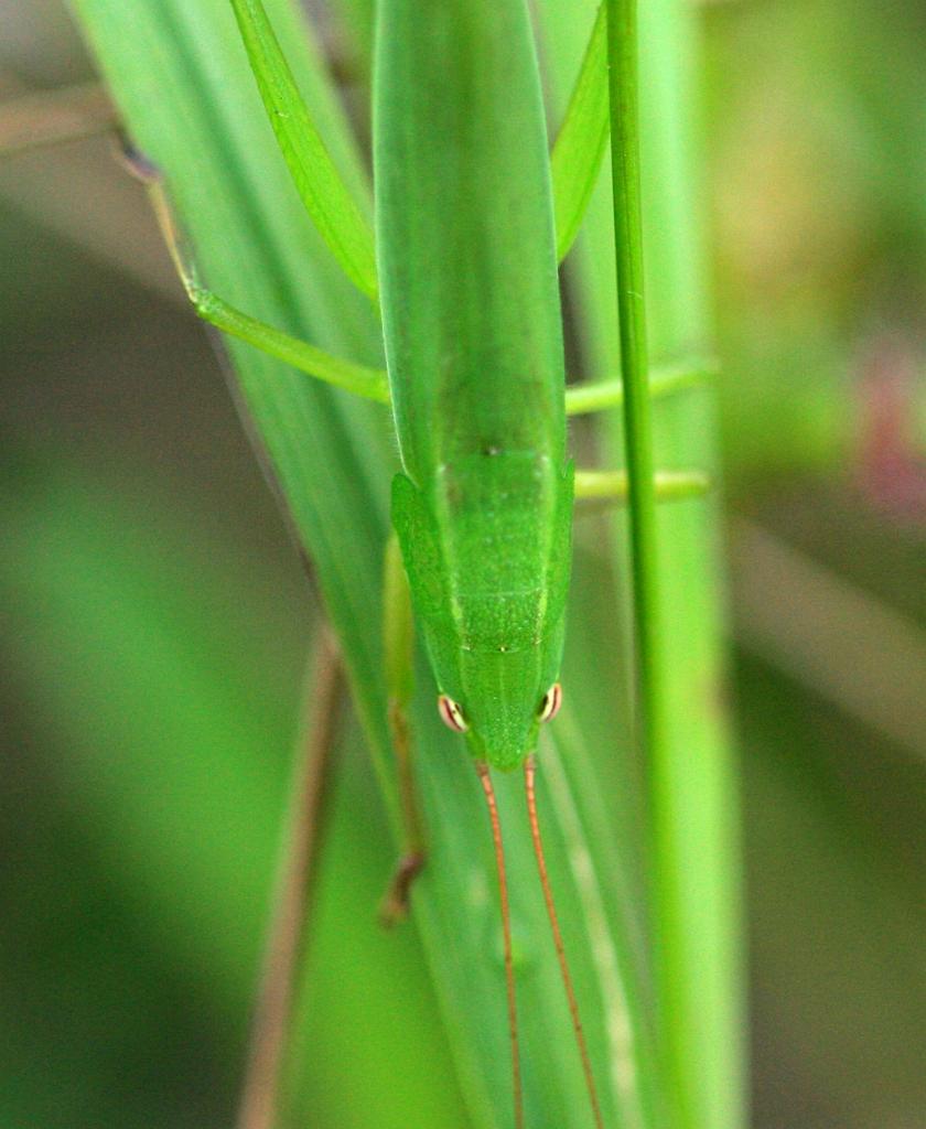 IMG_2226.JPG - The song is an indistinct tzzp… tzzp…