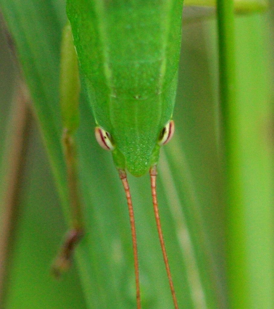 IMG_2227.JPG - Encore une histoire de chauves souris.