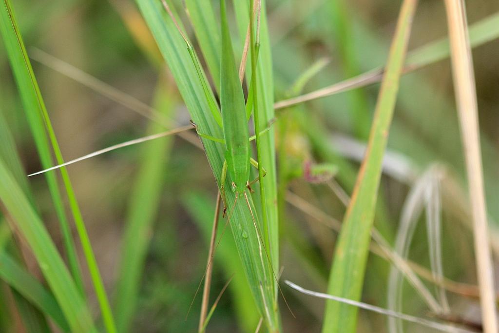 IMG_2228.JPG - Renversante.