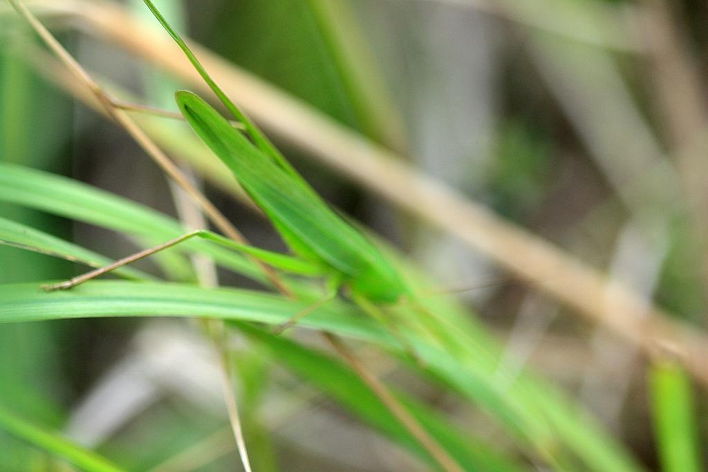 IMG_2229.JPG - Rapide