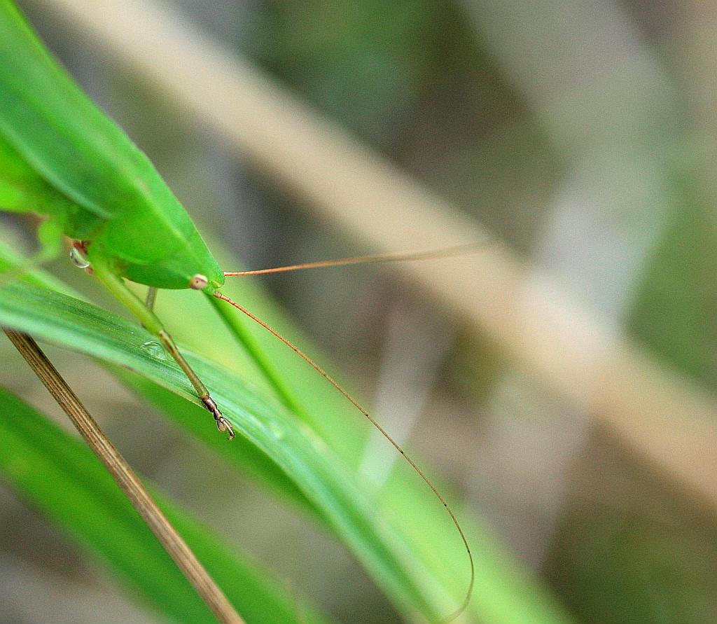 IMG_2233.JPG - Donne la papatte.