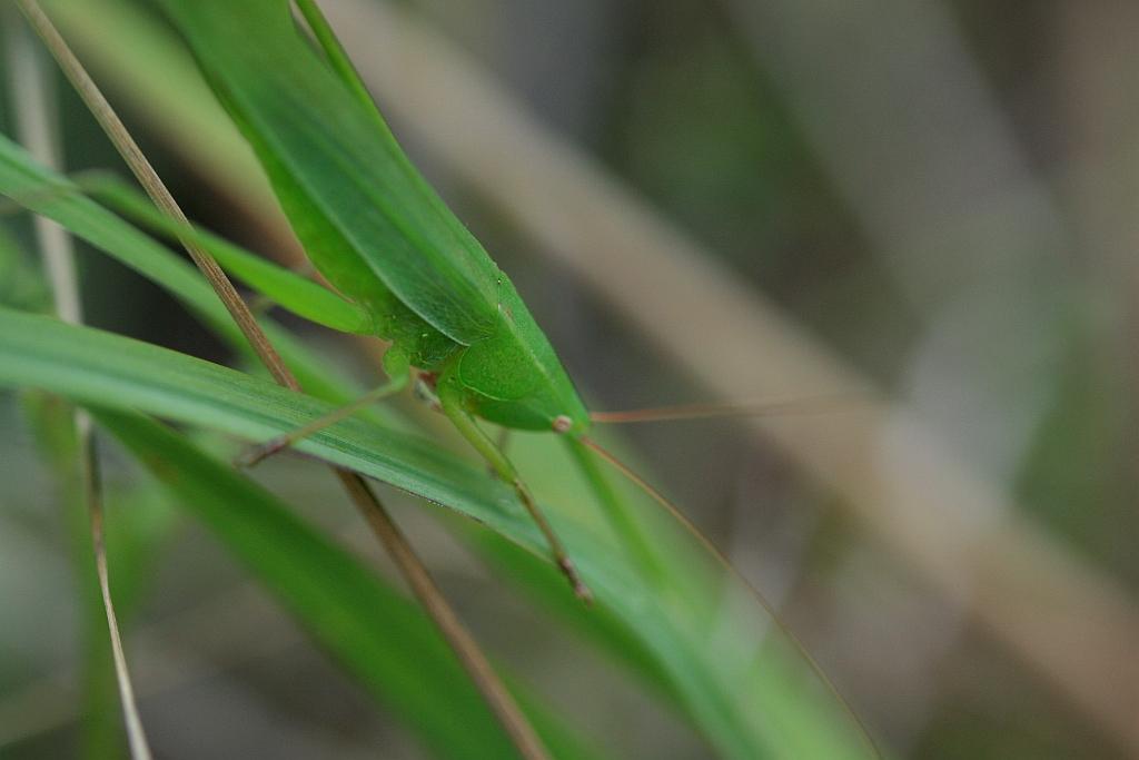 IMG_2234.JPG - Terrible