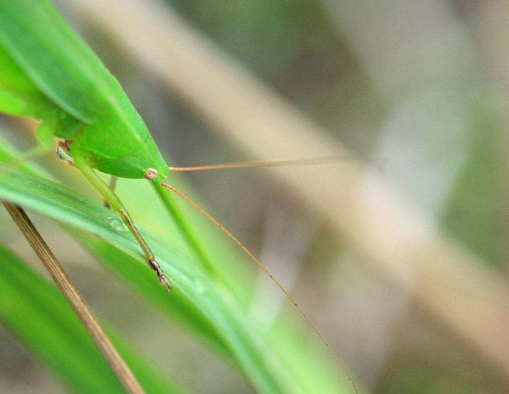 IMG_2235.JPG - Encore