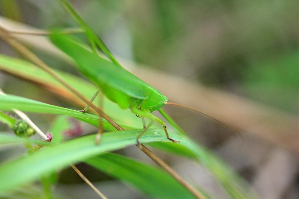 IMG_2239.jpg - On n'en voit cependant pas si souvent
