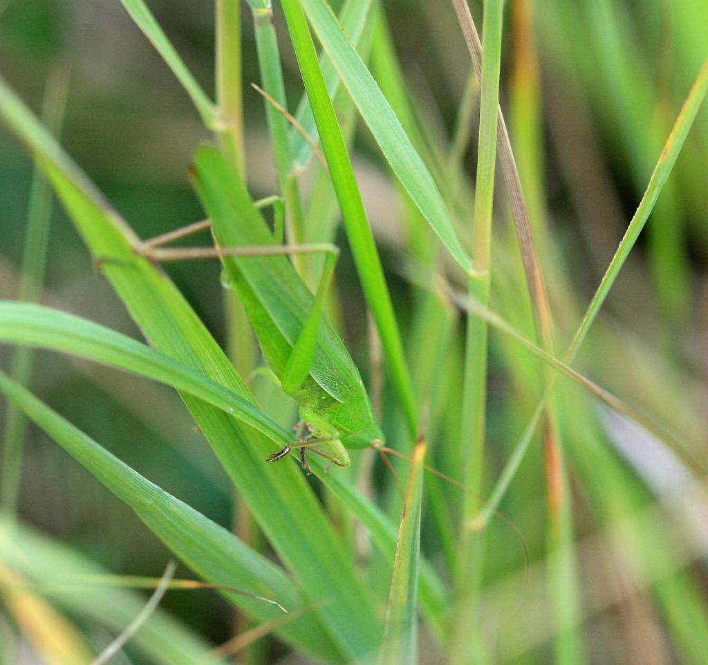 IMG_2245.JPG - Cela mérite que l'on s'y attarde