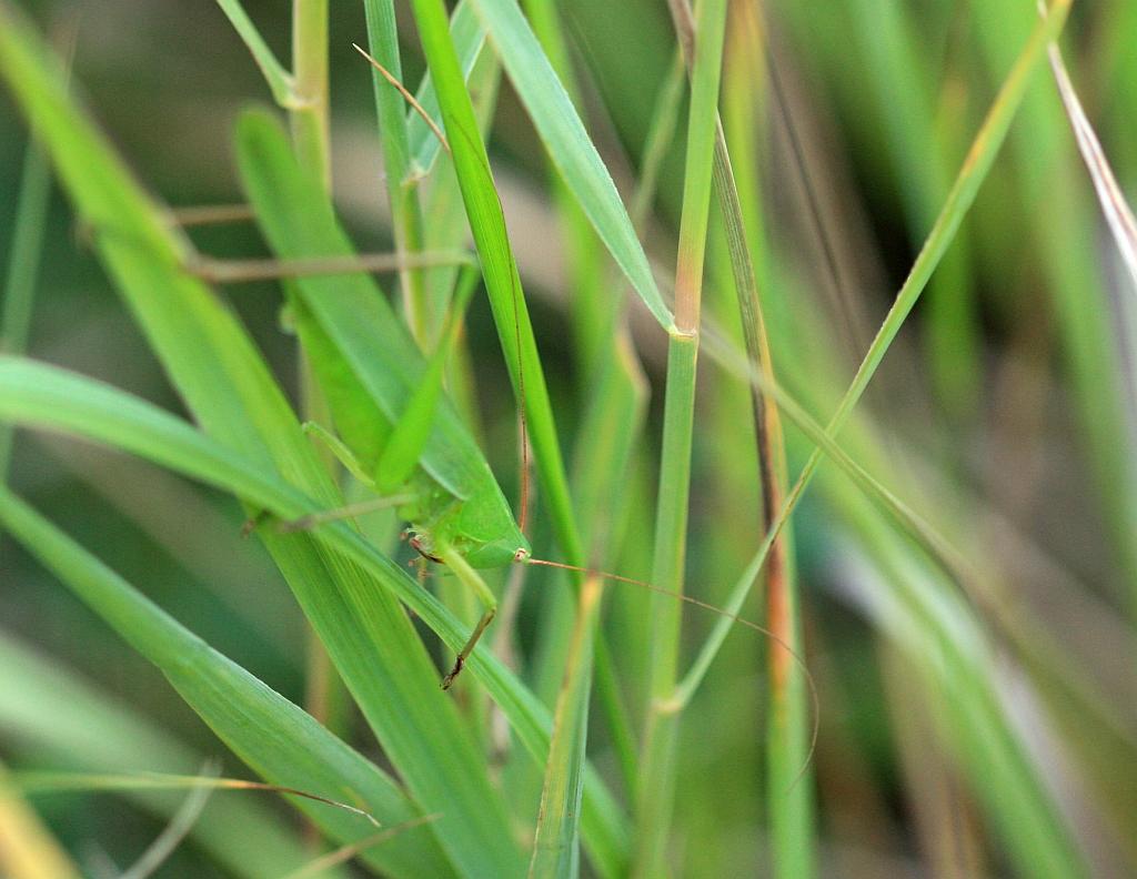 IMG_2246.JPG - drôle de truc