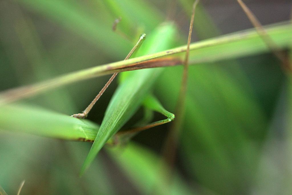 IMG_2247.JPG - Profil de fusée