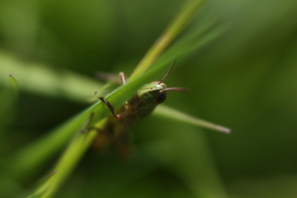 IMG_0509.JPG - On me confond, je vois.